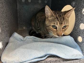 Bruno -  Domestic Short Hair Cat for Adoption in New York, New York - Bruno | PetCurious