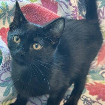Country Apple -  Domestic Short Hair Cat for Adoption in Matteson, Illinois - Country Apple | PetCurious