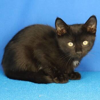 Mist 061002U -  Domestic Short Hair Cat for Adoption in Tupelo, Mississippi - Mist 061002U | PetCurious