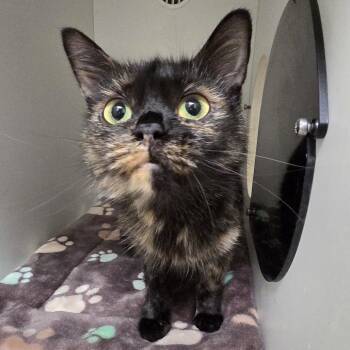 Juliette -  Domestic Short Hair Cat for Adoption in Oshkosh, Wisconsin - Juliette | PetCurious