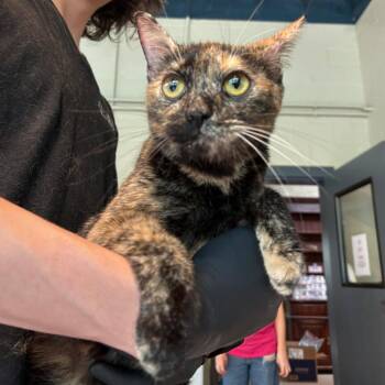 Domestic Short Hair Cats Available for Adoption in Huntington, West Virginia - Tiki | PetCurious