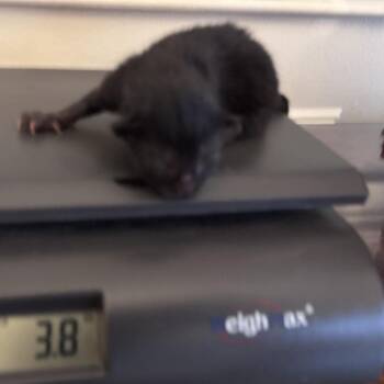 Edgar -  Domestic Short Hair Cat for Adoption in Mt. Juliet, Tennessee - Edgar | PetCurious
