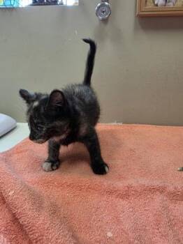 Haven -  Domestic Short Hair Cat for Adoption in Fishers, Indiana - Haven | PetCurious