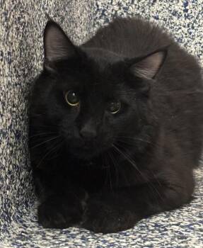 Domestic Medium Hair Cats Available for Adoption - Fluffy | PetCurious