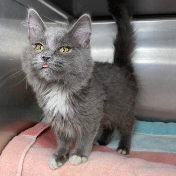 Domestic Medium Hair Cats Available for Adoption in Roanoke, Virginia - Blitz | PetCurious