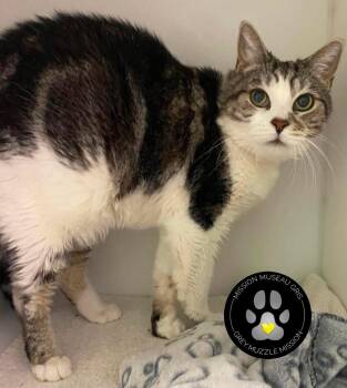 Tiger -  Domestic Short Hair Cat for Adoption in Delson, Quebec - Tiger | PetCurious