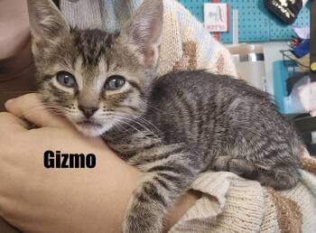 Gizmo -  Domestic Short Hair Cat for Adoption in Bossier City, Louisiana - Gizmo | PetCurious
