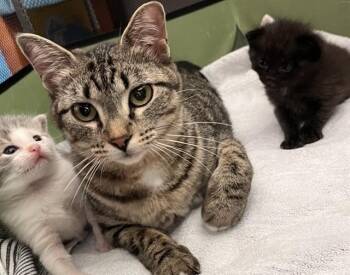 BEANIE -  Domestic Short Hair Cat for Adoption in Ames, Iowa - BEANIE | PetCurious