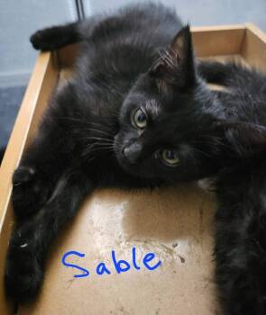 Sable -  Domestic Short Hair Cat for Adoption in Albuquerque, New Mexico - Sable | PetCurious