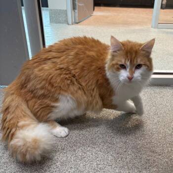 Domestic Medium Hair Cats Available for Adoption in Englewood, Florida - Duke | PetCurious