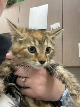 Carmel Popcorn -  Domestic Short Hair Cat for Adoption in Fishers, Indiana - Carmel Popcorn | PetCurious