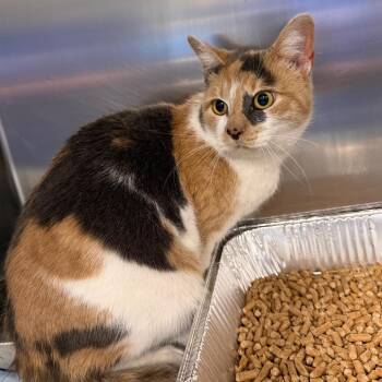 Domestic Medium Hair Cats Available for Adoption - Dental Floss | PetCurious