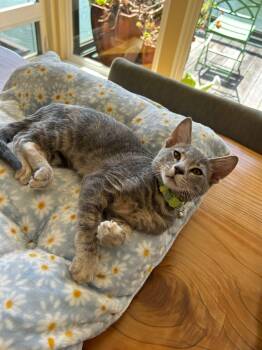 Gimlet -  Tabby and Domestic Short Hair Cat for Adoption in Walnut Creek, California - Gimlet | PetCurious