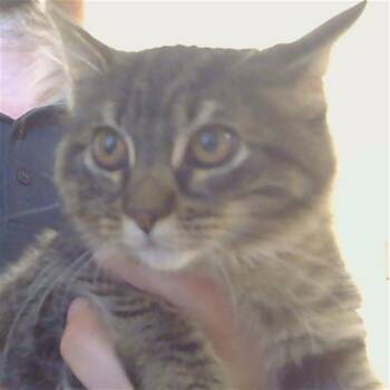 Domestic Medium Hair Cats Available for Adoption - KAMI | PetCurious