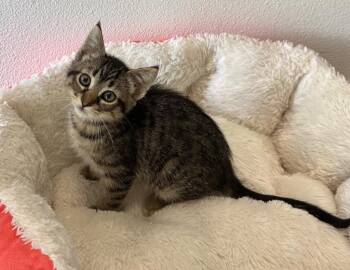 Chipmunk -  Domestic Short Hair Cat for Adoption in Newberg, Oregon - Chipmunk | PetCurious