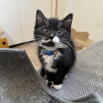 Beetle -  Domestic Short Hair Cat for Adoption - Beetle | PetCurious