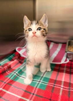 Lincoln -  Domestic Long Hair Cat for Adoption in Disputanta, Virginia - Lincoln | PetCurious
