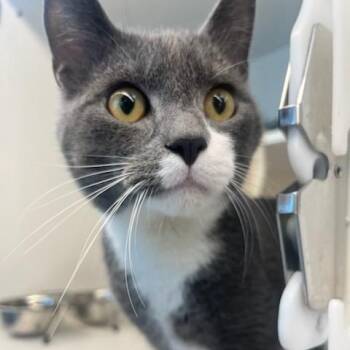 Oliver (ID 51935) -  Domestic Short Hair Cat for Adoption in Manassas, Virginia - Oliver (ID 51935) | PetCurious