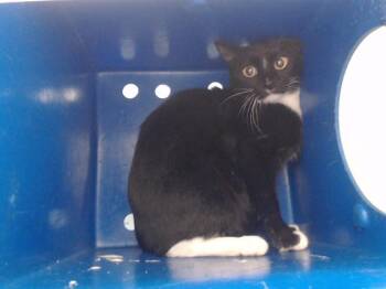 Domestic Short Hair Cats Available for Adoption - A589807 | PetCurious