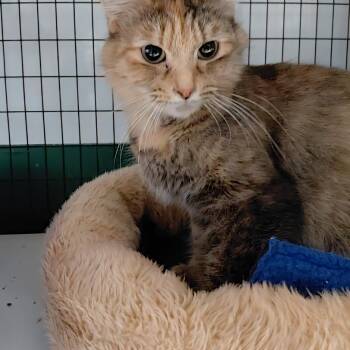 Domestic Medium Hair Cats Available for Adoption - Emilia | PetCurious