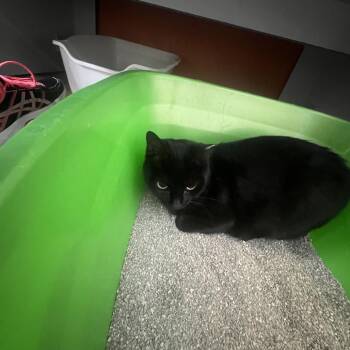 Domestic Short Hair Cats Available for Adoption in Sarasota, Florida - Sweetie Pie | PetCurious