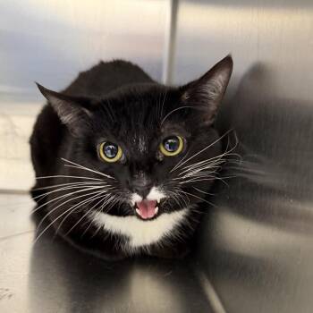 Ziggy -  Domestic Short Hair Cat for Adoption in Grand Rapids, Michigan - Ziggy | PetCurious