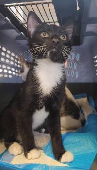 Giorgio -  Domestic Short Hair Cat for Adoption in Ocala, Florida - Giorgio | PetCurious