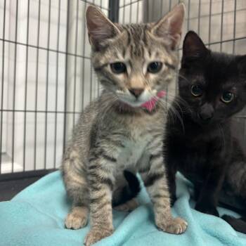 Sgaeyl -  Domestic Short Hair Cat for Adoption in Lakeland, Florida - Sgaeyl | PetCurious