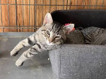 Pipa -  Domestic Short Hair Cat for Adoption in Herndon, Virginia - Pipa | PetCurious