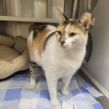 Aries -  Domestic Short Hair Cat for Adoption in Corpus Christi, Texas - Aries | PetCurious