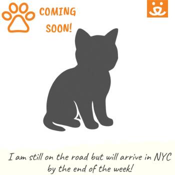 Cookie -  Domestic Short Hair Cat for Adoption in New York, New York - Cookie | PetCurious