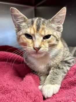 Carrot Cake -  Domestic Short Hair Cat for Adoption in Wichita, Kansas - Carrot Cake | PetCurious
