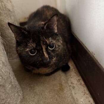 Tortoiseshell Cats Available for Adoption - Lily Ann (LA) | PetCurious