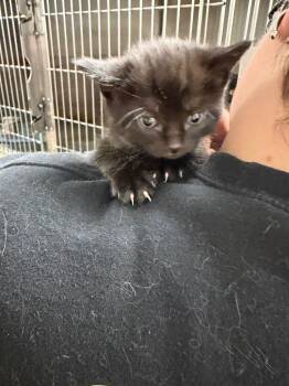 Domestic Short Hair Cats Available for Adoption in Virginia, Minnesota - Fresno | PetCurious