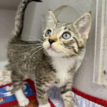Domestic Short Hair Cats Available for Adoption in Atlanta, Georgia - Peter | PetCurious