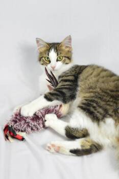 Maple -  Domestic Long Hair Cat for Adoption in Steinbach, Manitoba - Maple | PetCurious