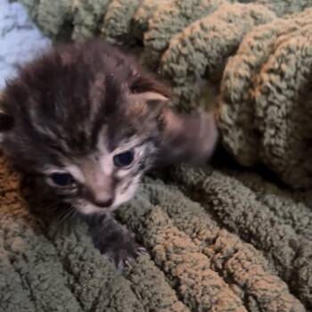 Crispen -  Domestic Medium Hair Cat for Adoption in Monroe, Michigan - Crispen | PetCurious