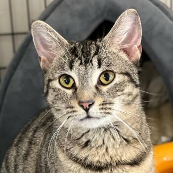 Domestic Short Hair and Tabby Cats Available for Adoption in Germansville, Pennsylvania - Frida | PetCurious