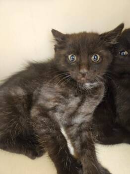 Lane -  Domestic Short Hair Cat for Adoption in Bloomington, Indiana - Lane | PetCurious