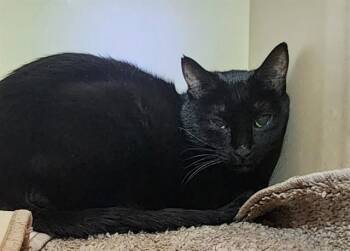 Domestic Short Hair Cats Available for Adoption - LOKI | PetCurious