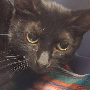 Jolene -  Domestic Short Hair Cat for Adoption in Murray, Utah - Jolene | PetCurious