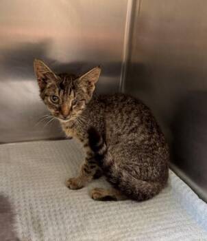 Eileen -  Domestic Short Hair Cat for Adoption in Providence Forge, Virginia - Eileen | PetCurious