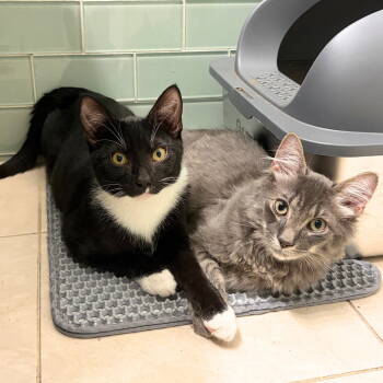 Rescue Domestic Medium Hair Cats for Adoption - Modem & Gustave | PetCurious