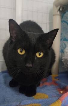 Domestic Short Hair Cats Available for Adoption in Elmira, New York - Freida | PetCurious