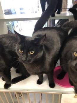 Domestic Short Hair Cats Available for Adoption - Inky | PetCurious