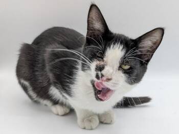 Blimey Limey -  Domestic Short Hair Cat for Adoption in Powell, Ohio - Blimey Limey | PetCurious