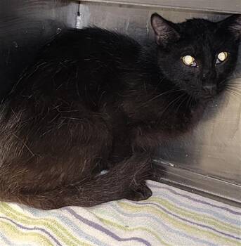 PING-PONG -  Domestic Short Hair Cat for Adoption in Conroe, Texas - PING-PONG | PetCurious