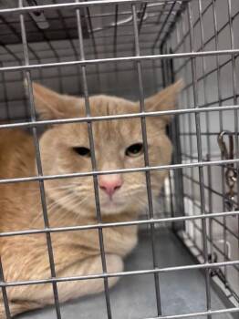 Domestic Short Hair Cats Available for Adoption in Las Vegas, Nevada - KOBE | PetCurious