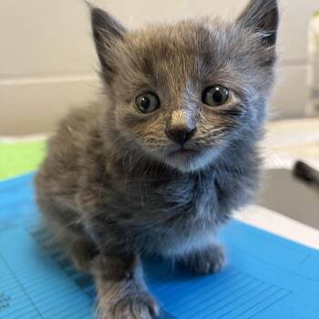 Bluebell -  Domestic Medium Hair Cat for Adoption in Council Bluffs, Iowa - Bluebell | PetCurious