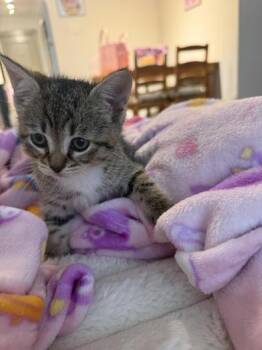 Marshmellow -  Domestic Short Hair Cat for Adoption in Liverpool, Texas - Marshmellow | PetCurious